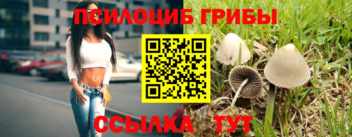 Киселёвск  Псилоцибиновые грибы мицелий  Псилоцибиновые грибы ЛСД  Вход с VPN 